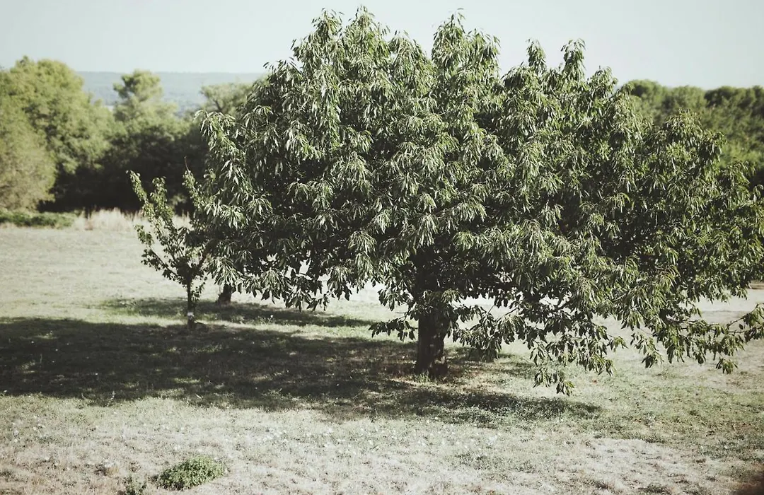 Domaine de Carraire-1